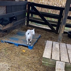 Meet your Posher, Charlotte